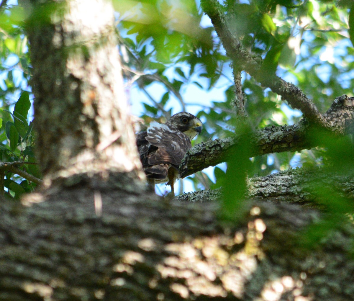 Broad-winged Hawk - Tu Wren