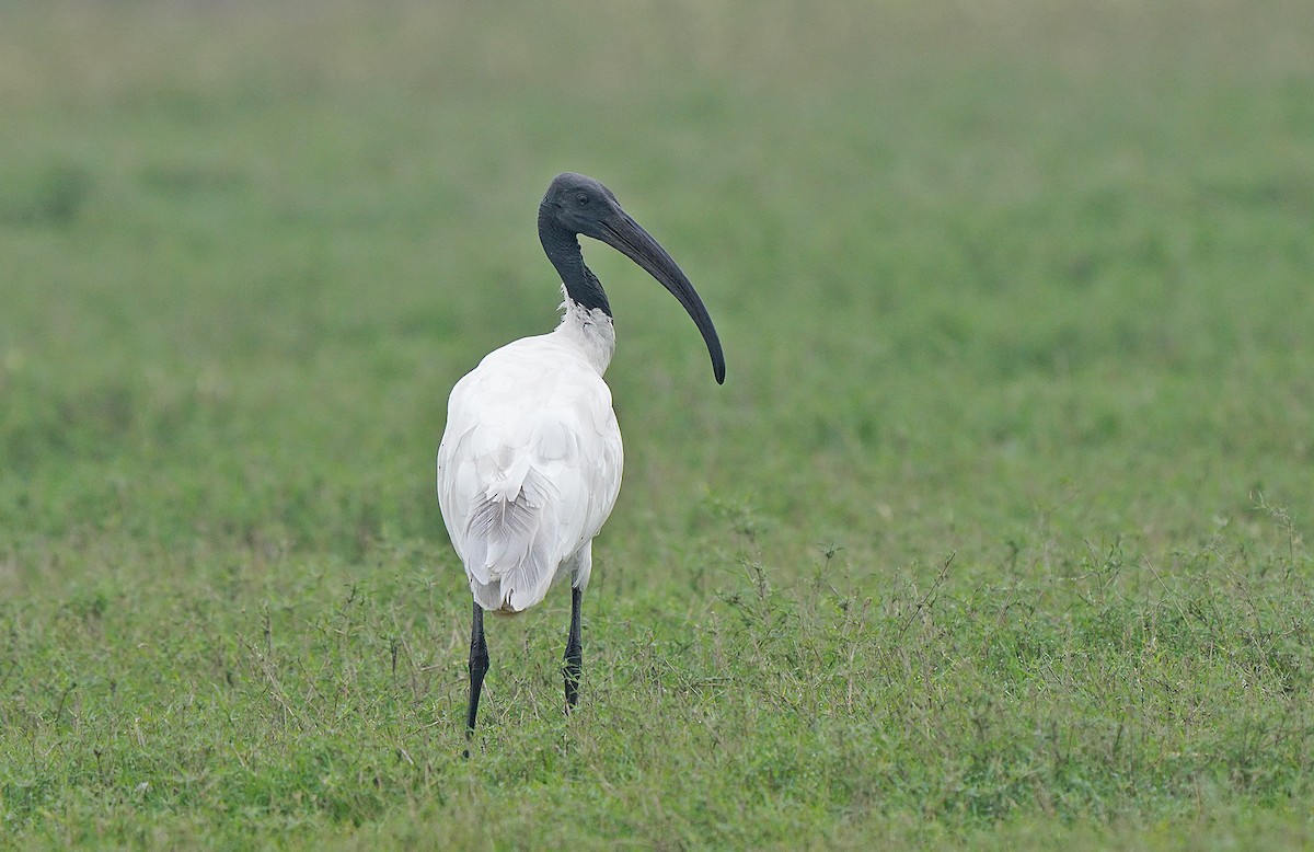 Black-headed Ibis - ML441208331