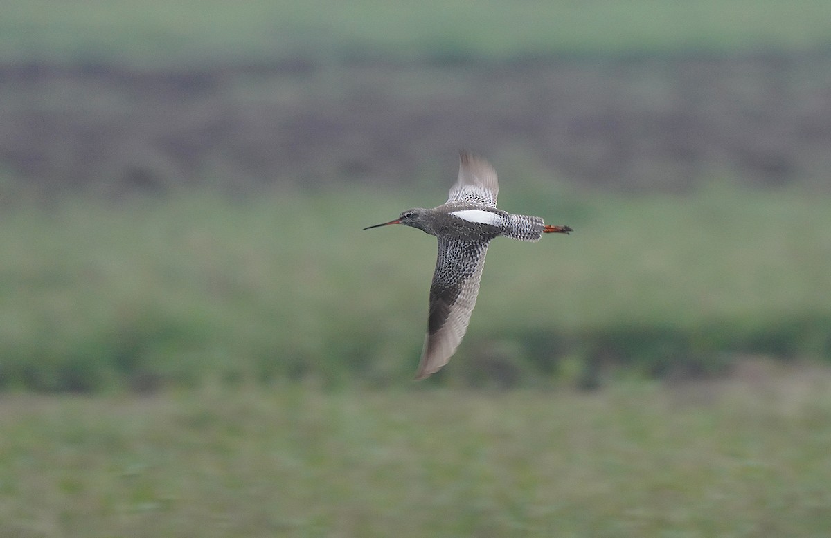 Spotted Redshank - Tim Avery