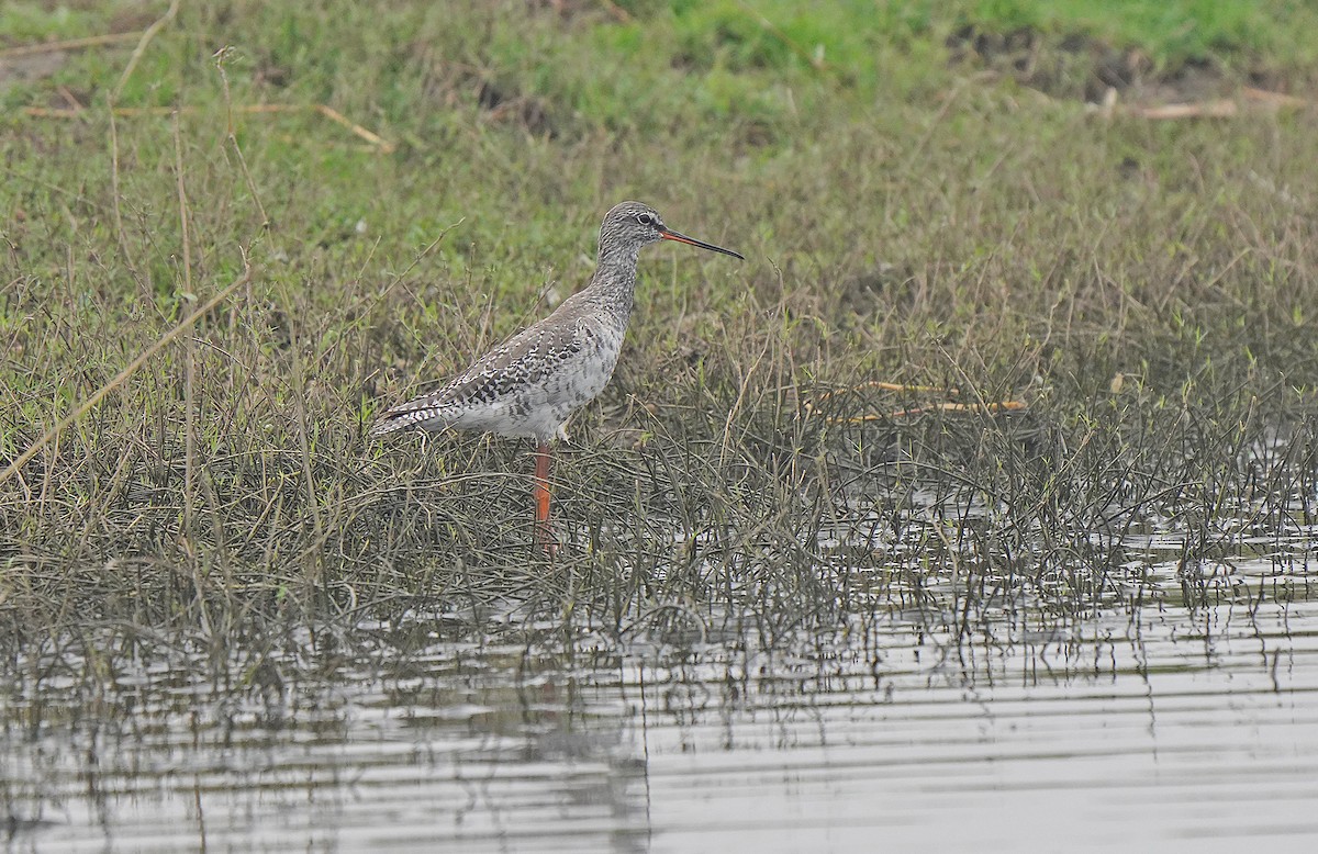 Spotted Redshank - ML441209041