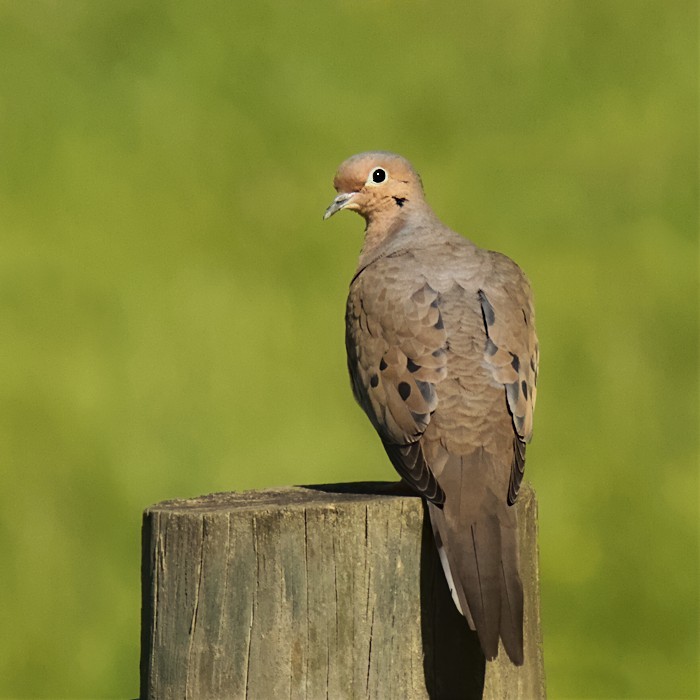 Mourning Dove - Dale Lambert