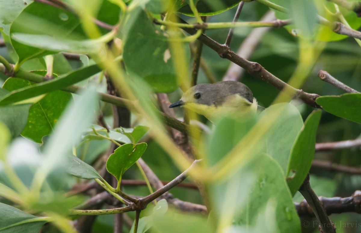 Golden-bellied Gerygone - ML44120961