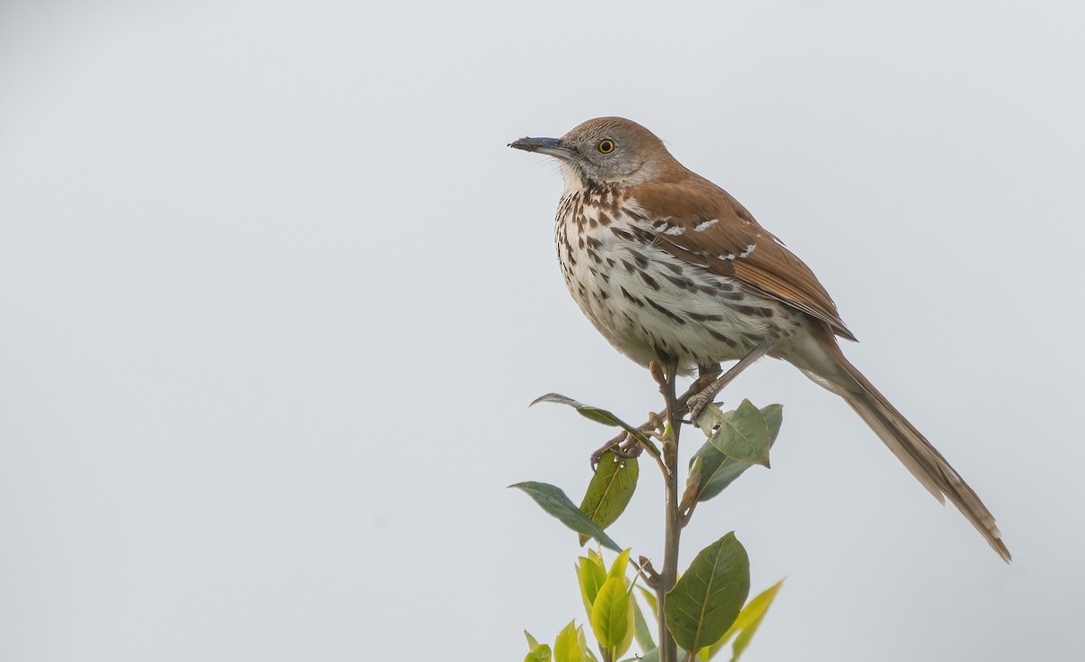 Brown Thrasher - ML441209751