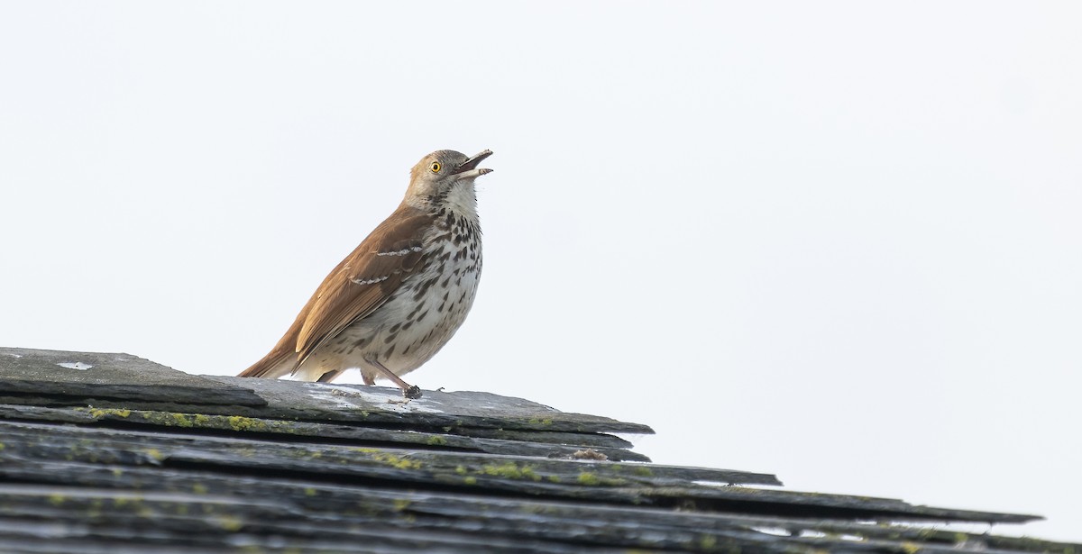 Brown Thrasher - ML441209761