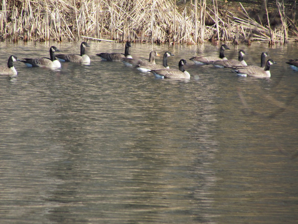 Greater White-fronted Goose - ML44120991