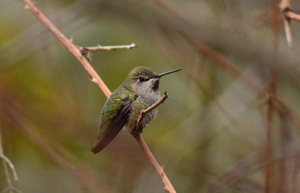 Anna's Hummingbird - Ryan O'Donnell
