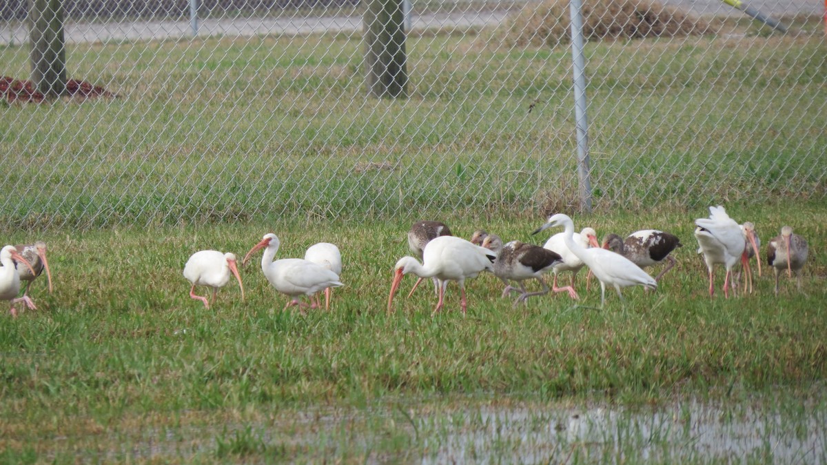ibis bílý - ML44121031