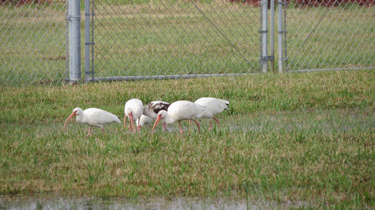 ibis bílý - ML44121071