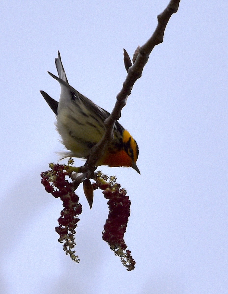 Blackburnian Warbler - ML441211981