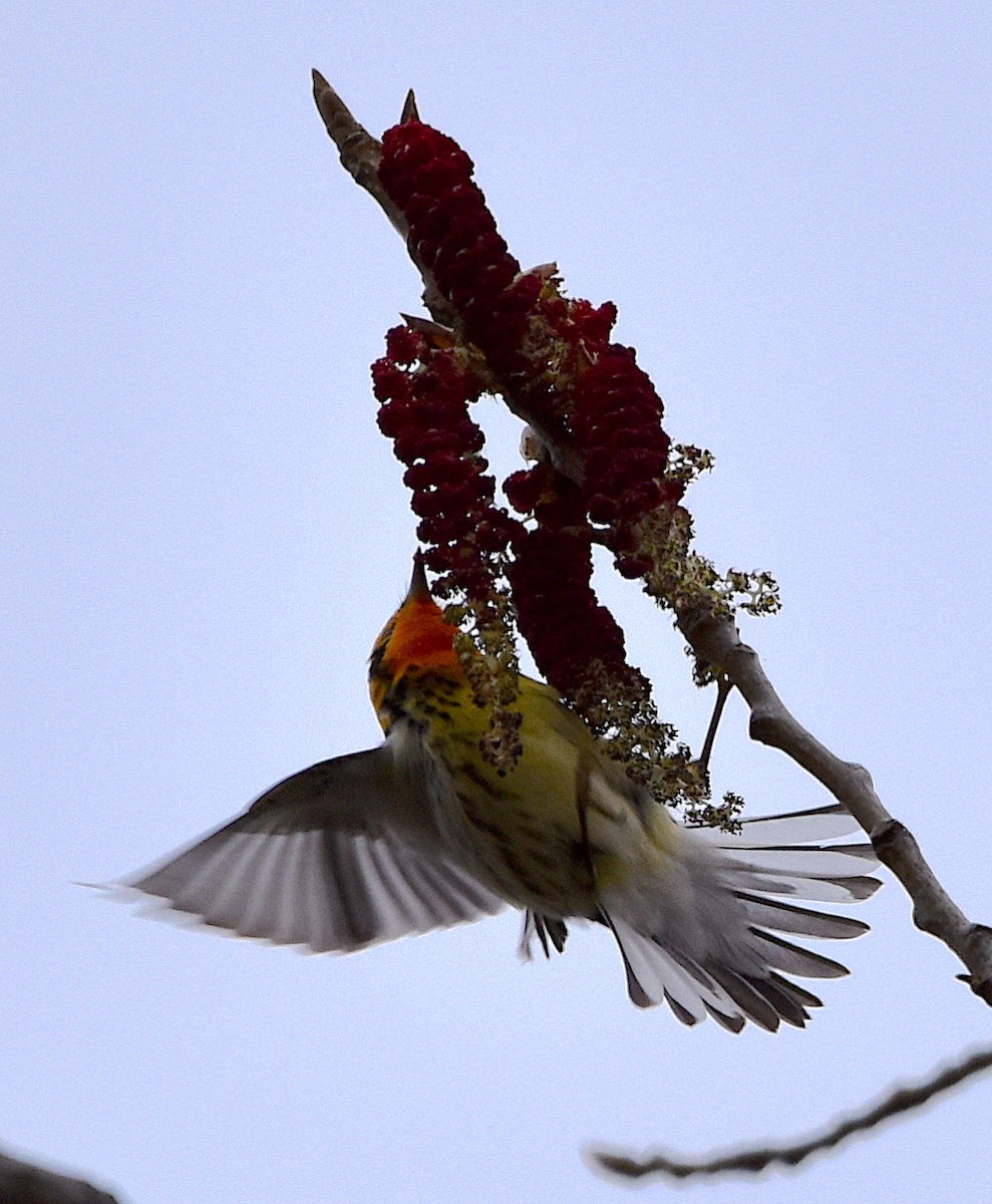 Blackburnian Warbler - ML441211991