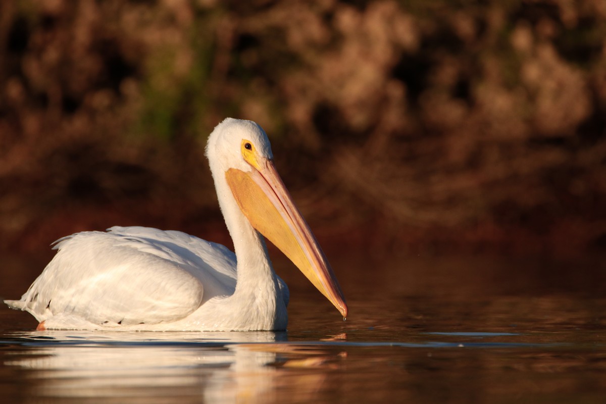 American White Pelican - ML441212221