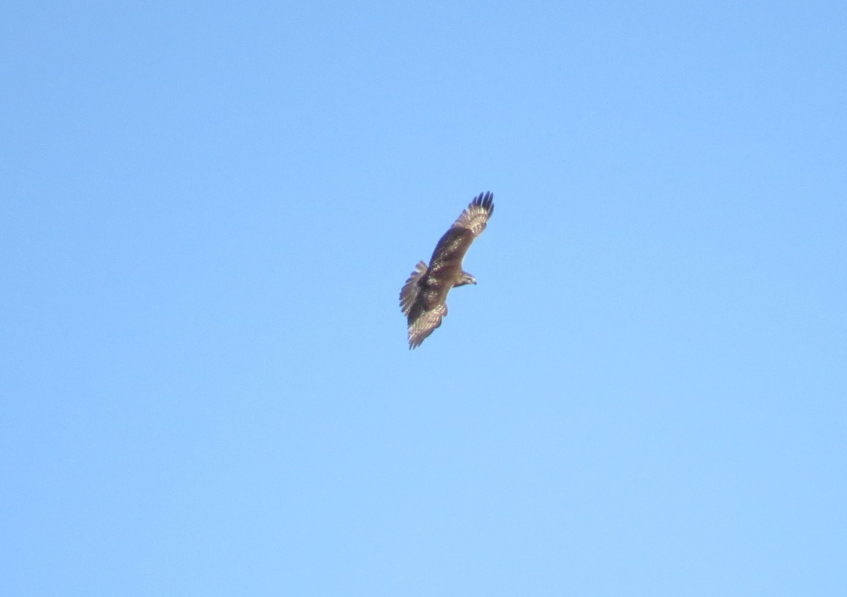 Red-tailed Hawk - Joan Baker