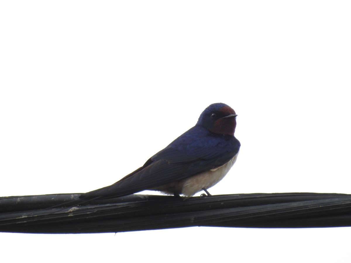 Barn Swallow - ML441213541