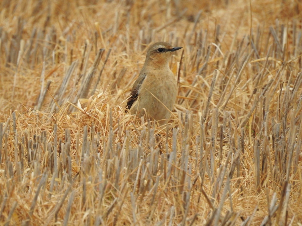 Northern Wheatear - ML441213651