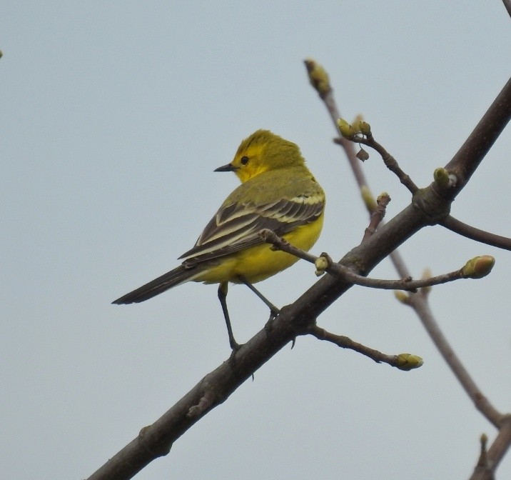 Western Yellow Wagtail - ML441213701
