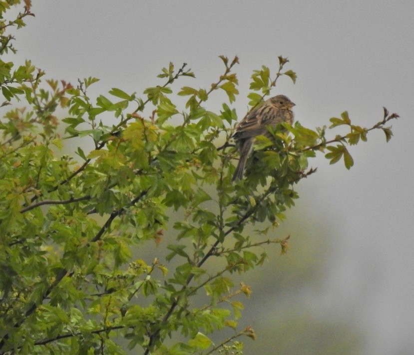 Corn Bunting - ML441213881
