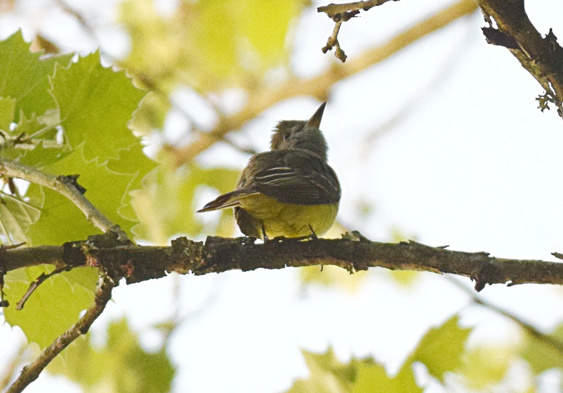 Great Crested Flycatcher - ML441215501