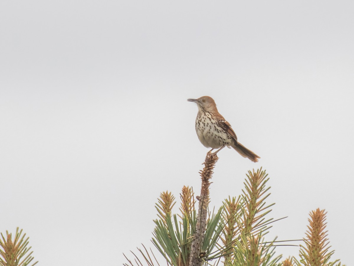 Brown Thrasher - Bruce Aird