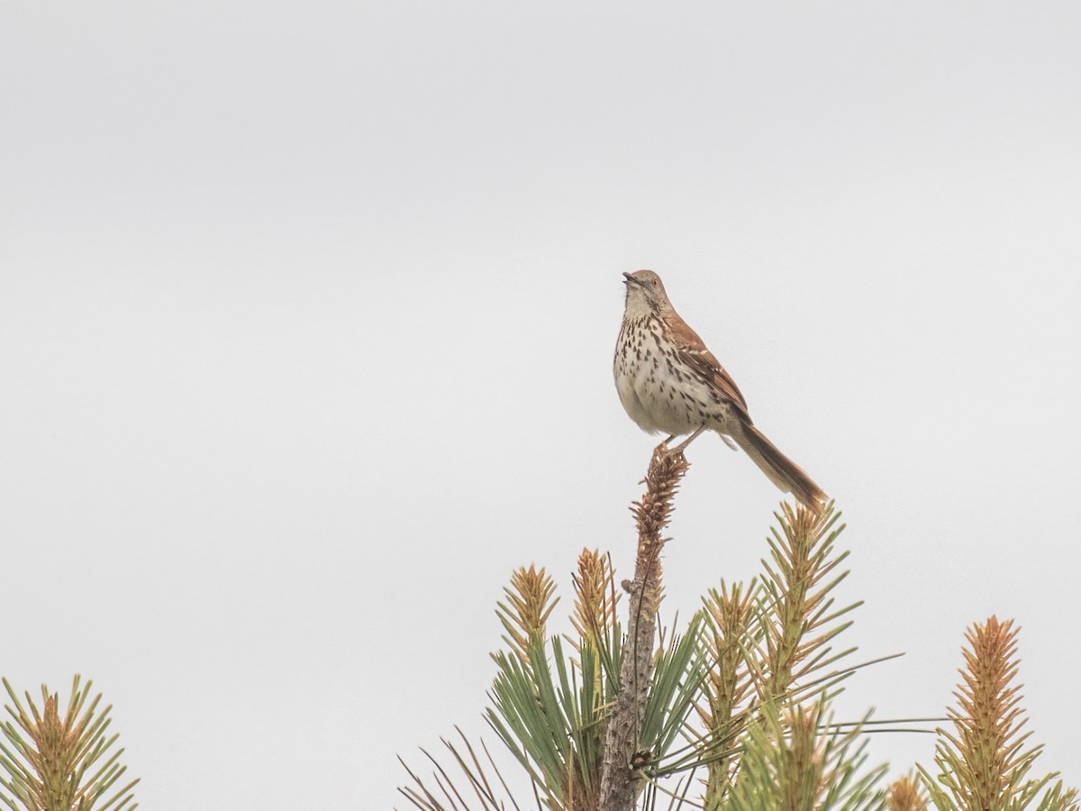 Brown Thrasher - ML441217551