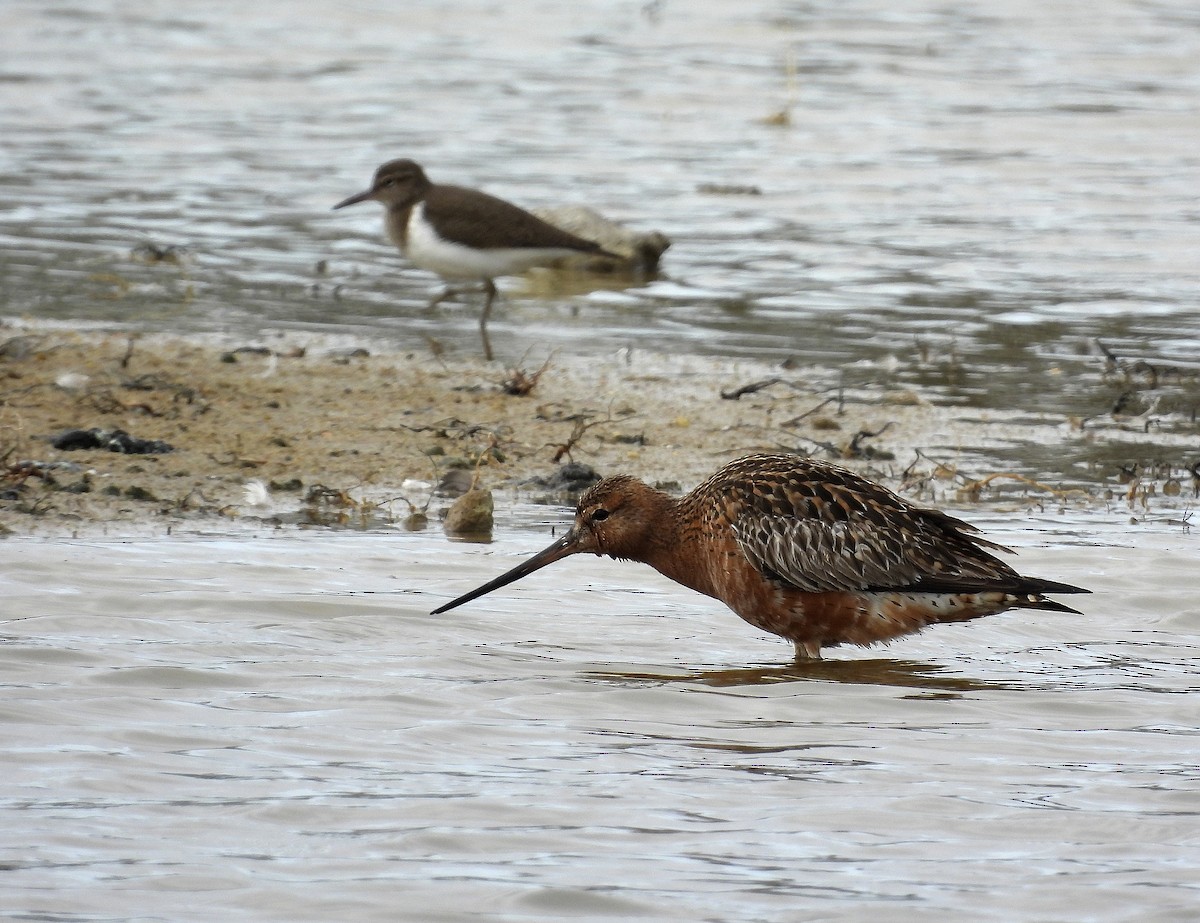 Bar-tailed Godwit - ML441217731