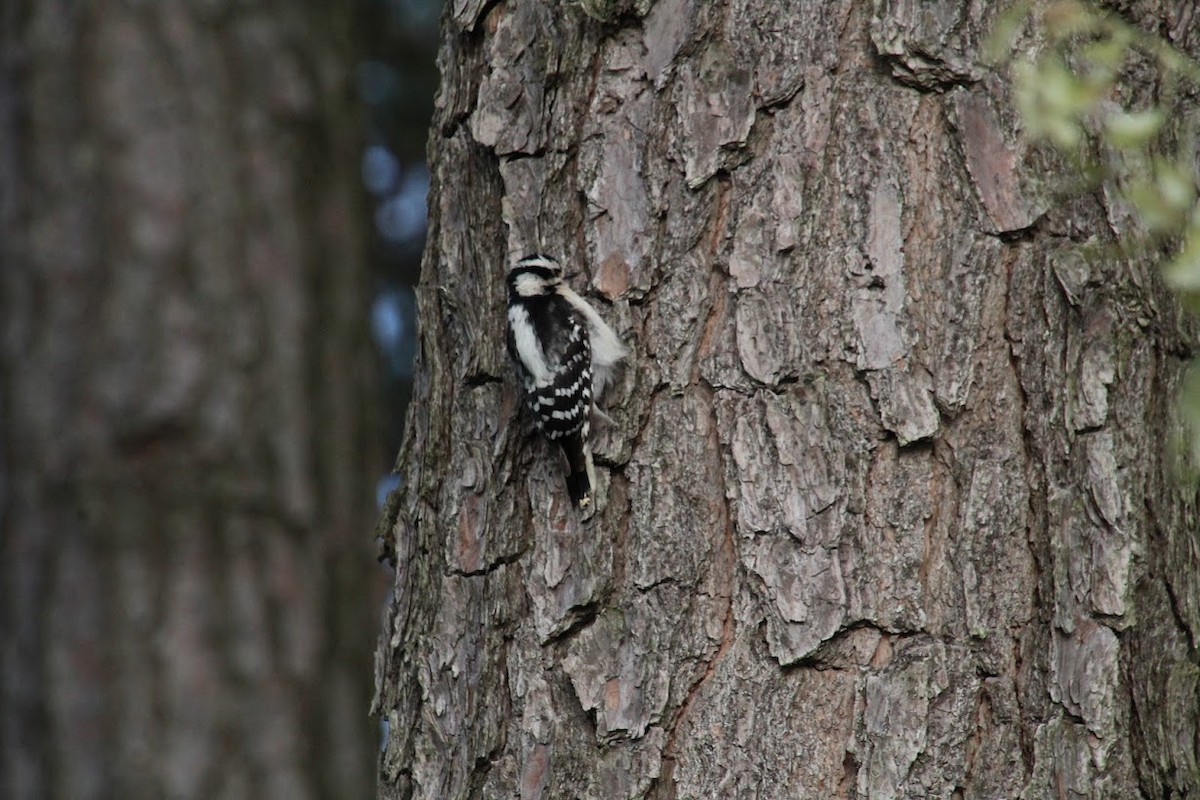 Downy Woodpecker - ML441217751