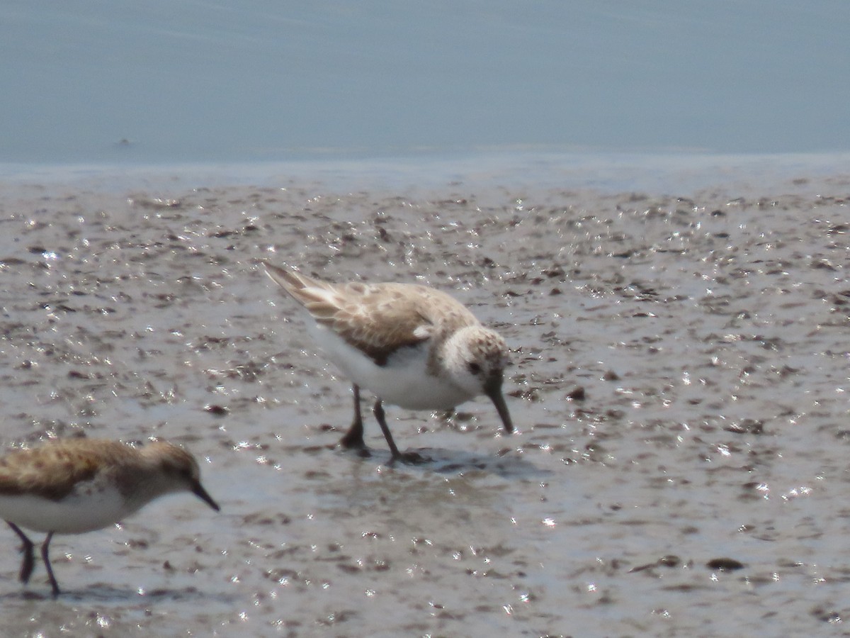 Bécasseau sanderling - ML441218101