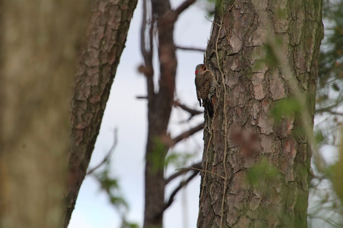 Northern Flicker - ML441218121