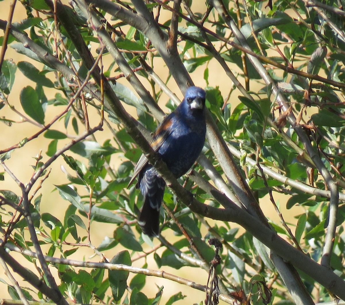 Blue Grosbeak - ML441218891