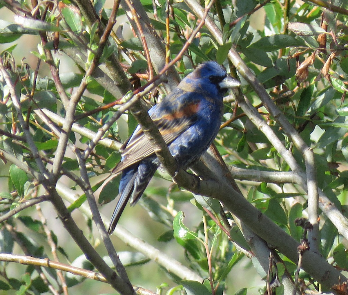 Blue Grosbeak - ML441218931