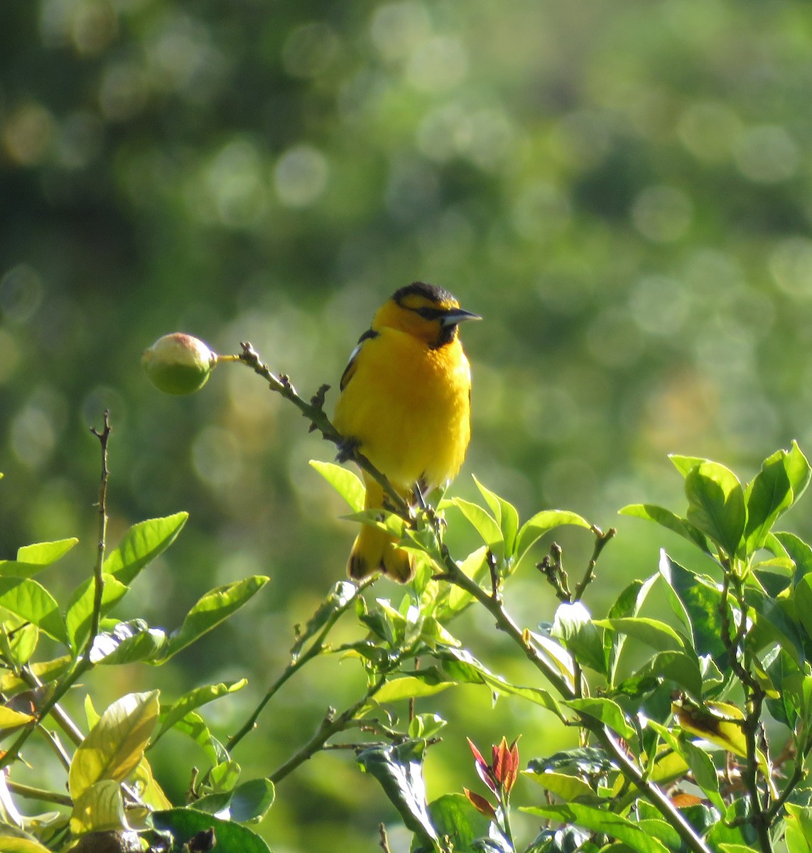 Bullock's Oriole - ML441219291
