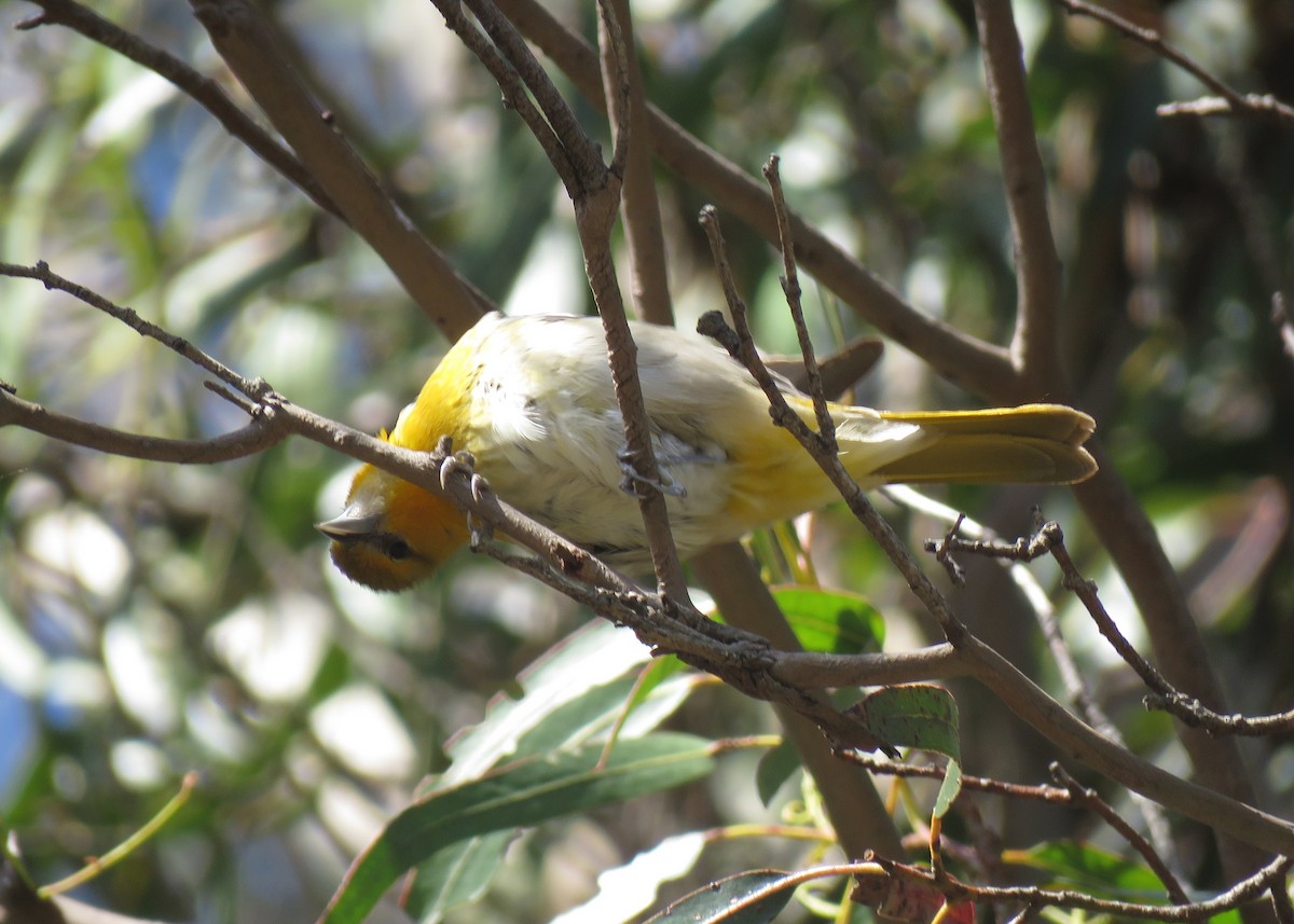 Bullock's Oriole - ML441219341