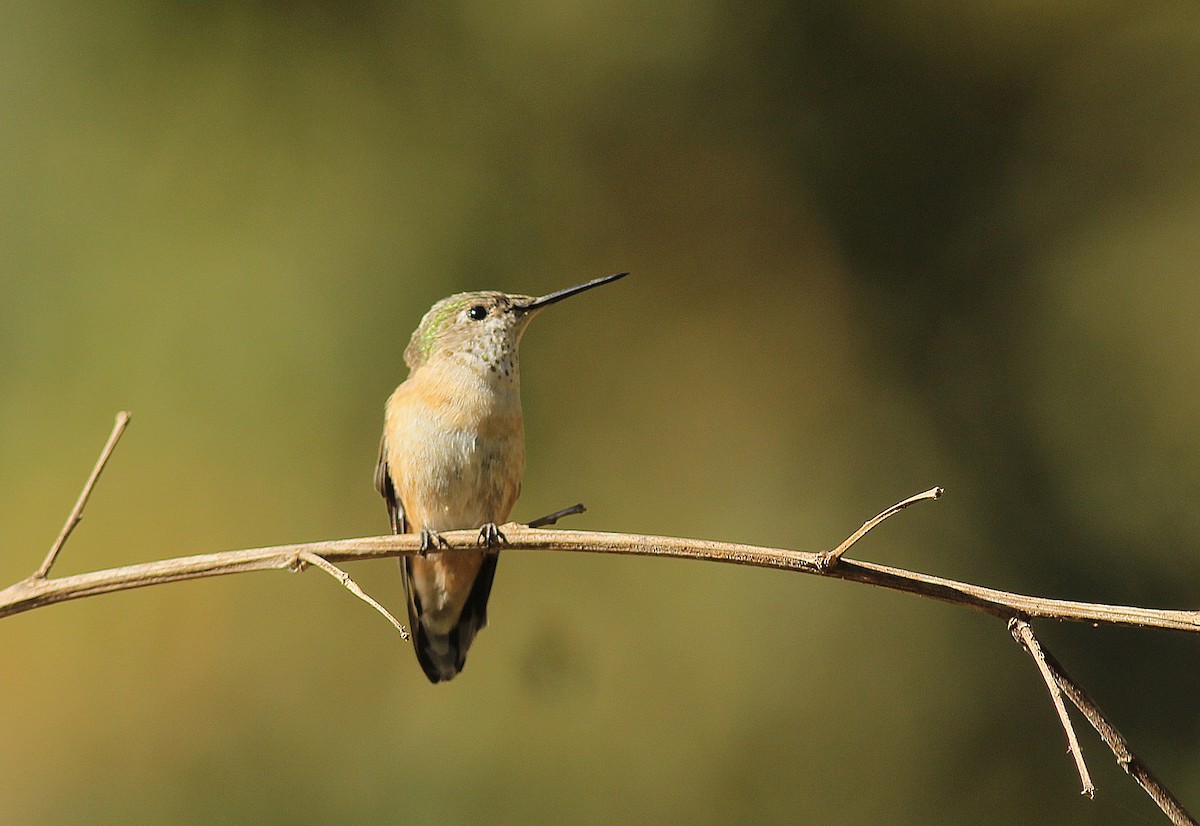 Calliope Hummingbird - ML441221121