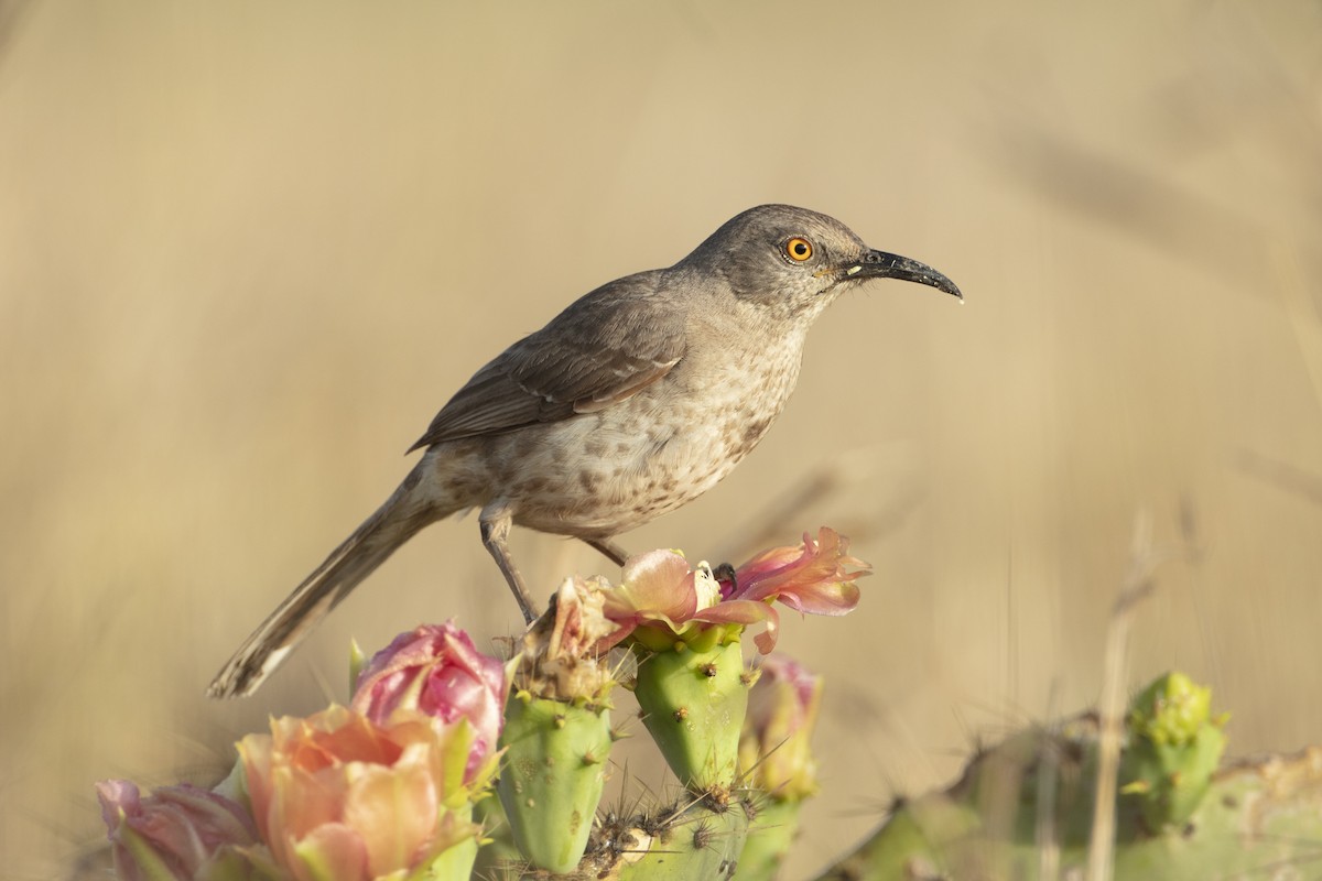 Curve-billed Thrasher - ML441221401