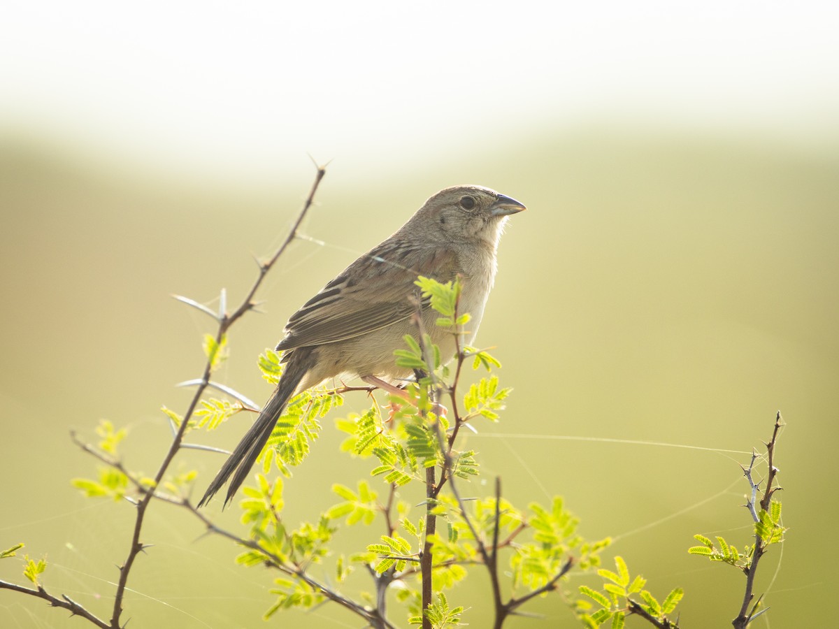 Botteri's Sparrow - ML441221471