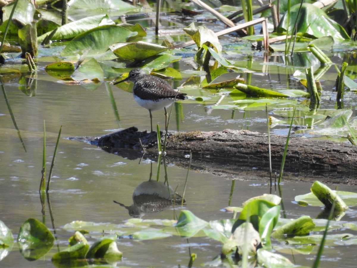 eremittsnipe - ML441223181