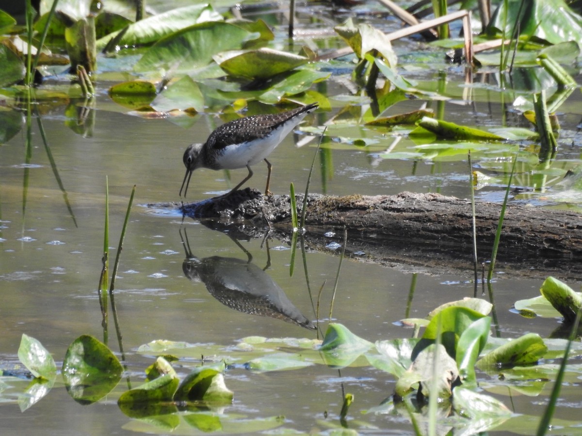eremittsnipe - ML441223201