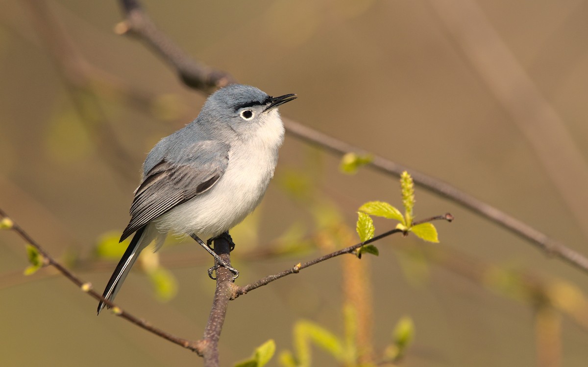 Blaumückenfänger - ML441223481