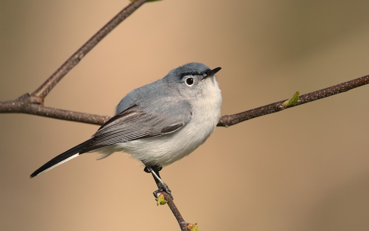 Blaumückenfänger - ML441223611