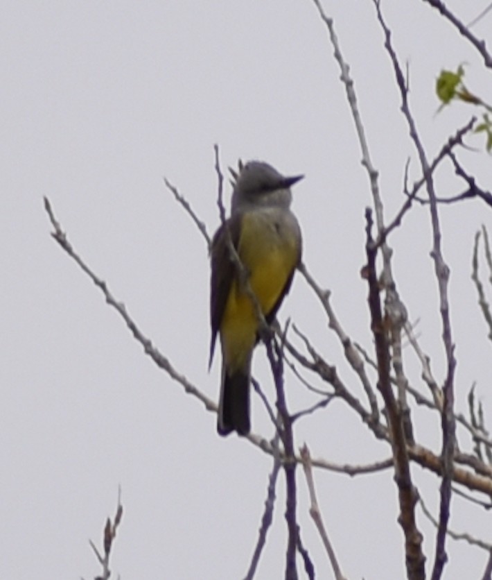 Cassin's Kingbird - ML441224961