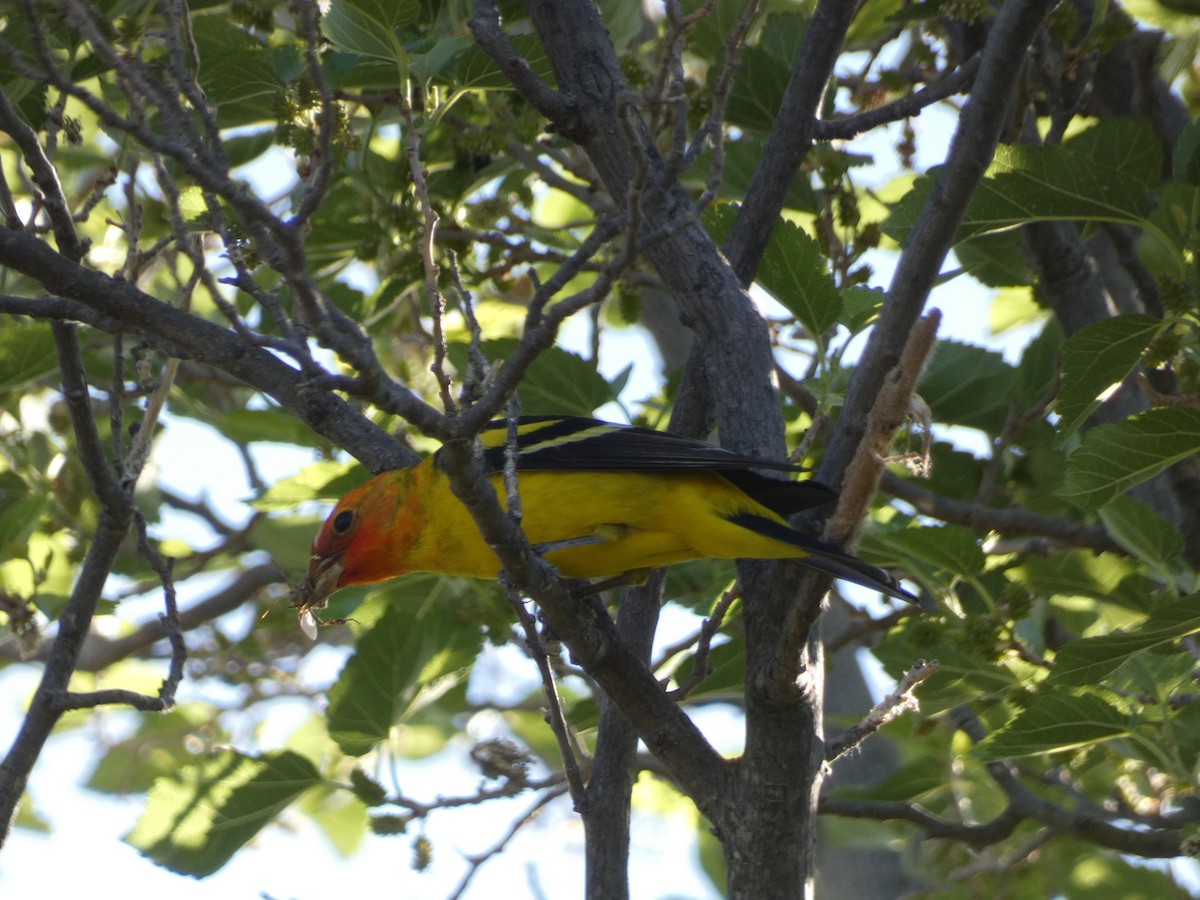 Western Tanager - ML441224981