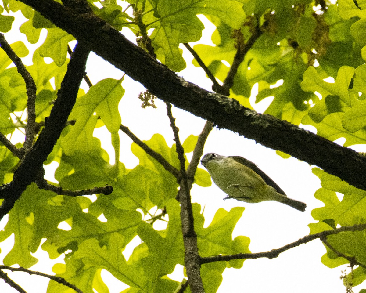 Blue-headed Vireo - ML441225861