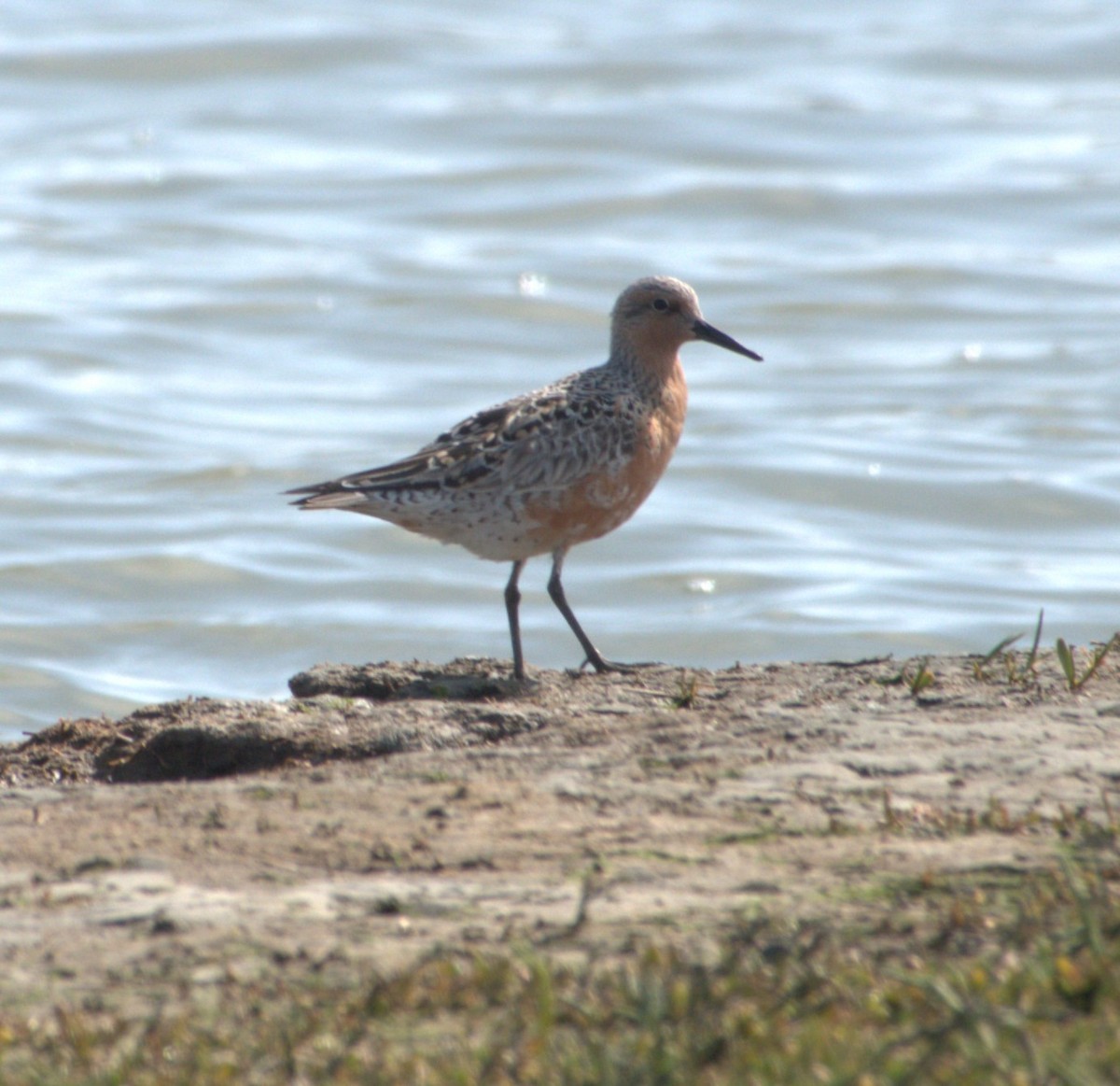 Red Knot - ML441226321