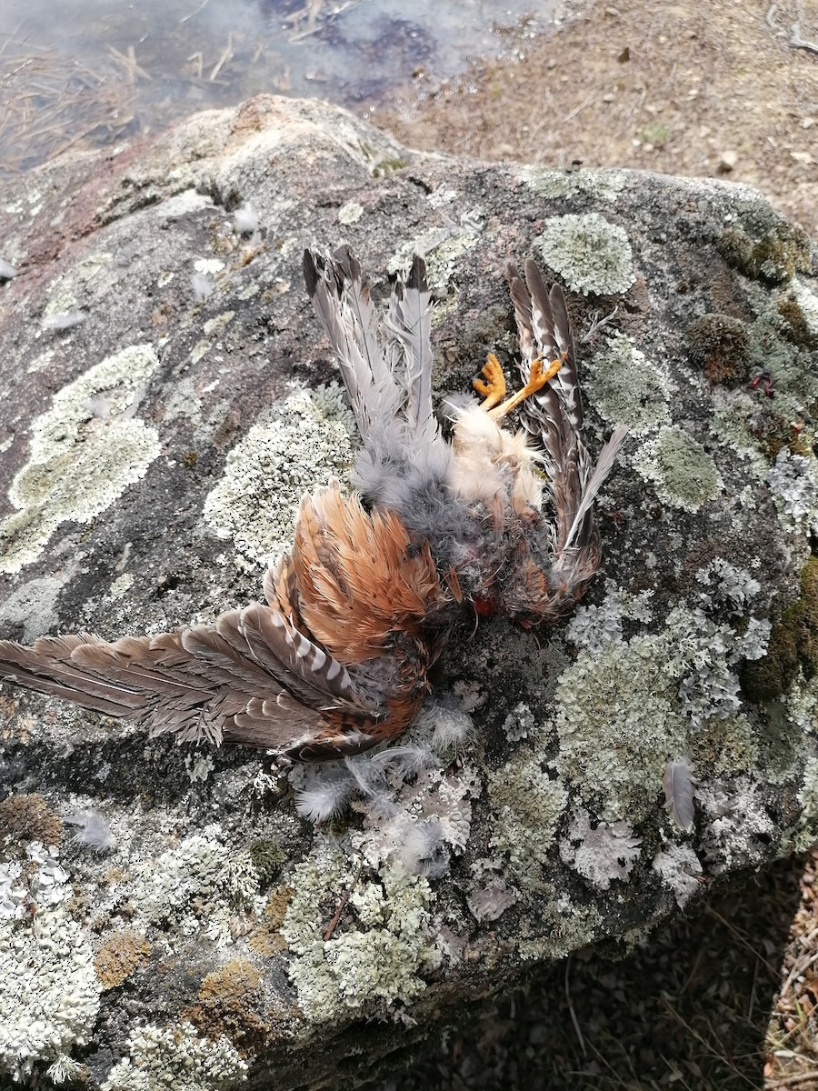 Eurasian Kestrel - ML441228091