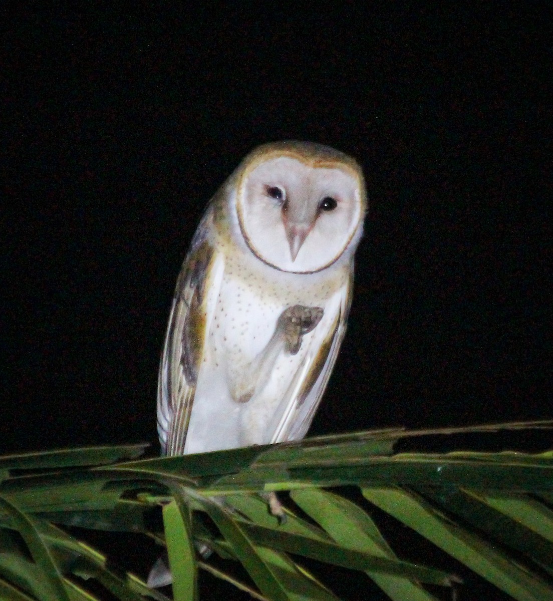 Barn Owl - ML441230061