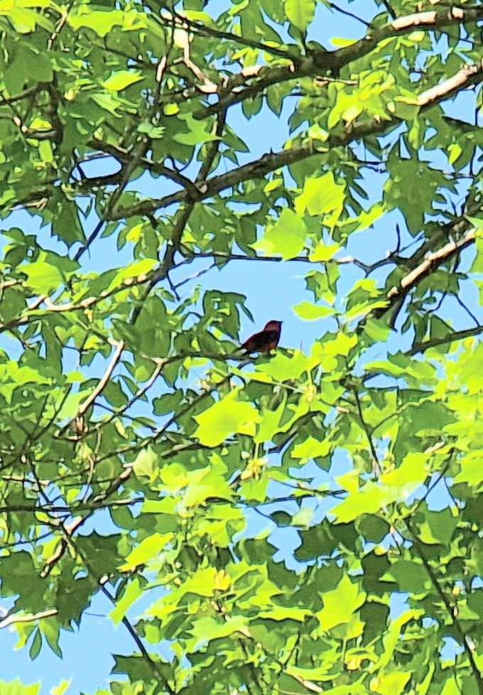Scarlet Tanager - ML441230581