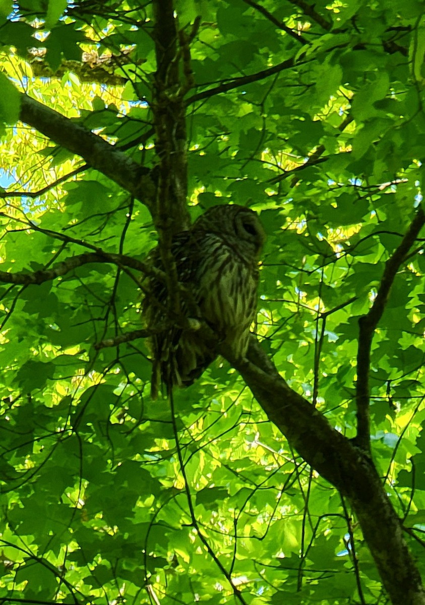 Barred Owl - ML441231141