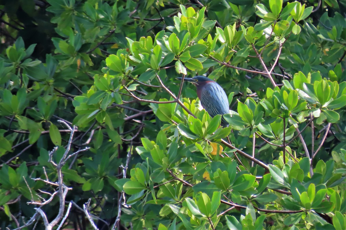 Green Heron - ML441234051