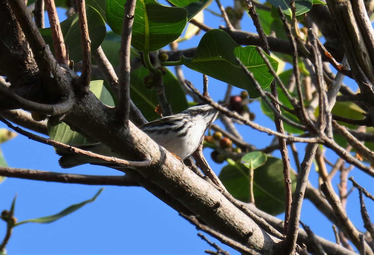 Blackpoll Warbler - ML441234121