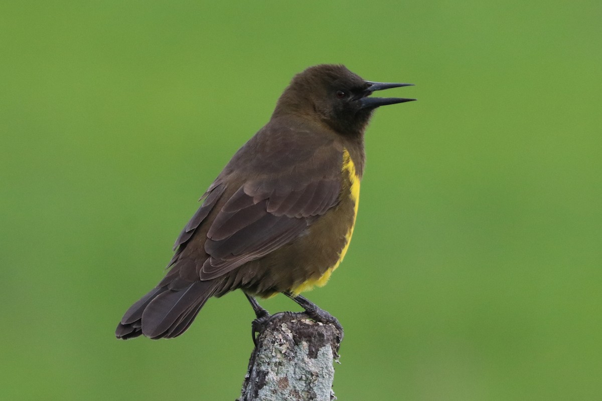 Brown-and-yellow Marshbird - ML441234461