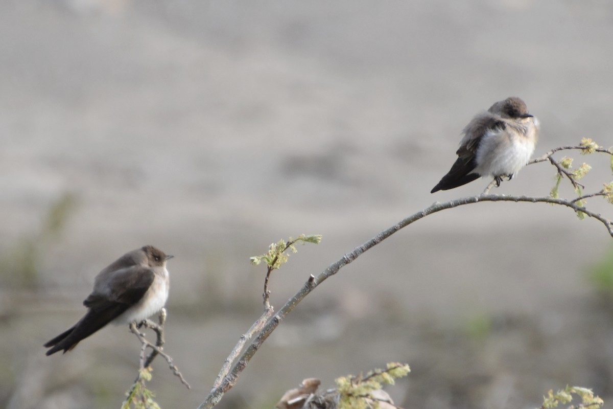 Northern Rough-winged Swallow - ML441237191